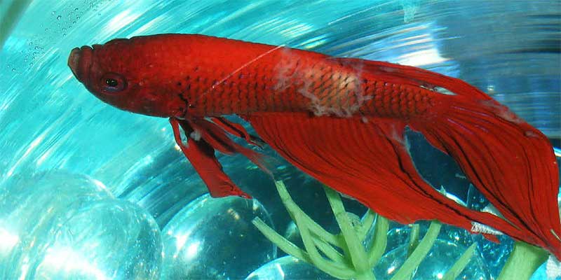 betta with columnaris disease