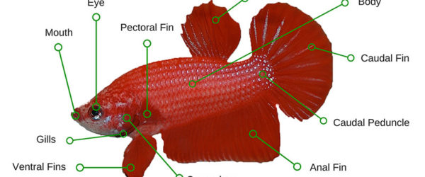Betta Fish Anatomy