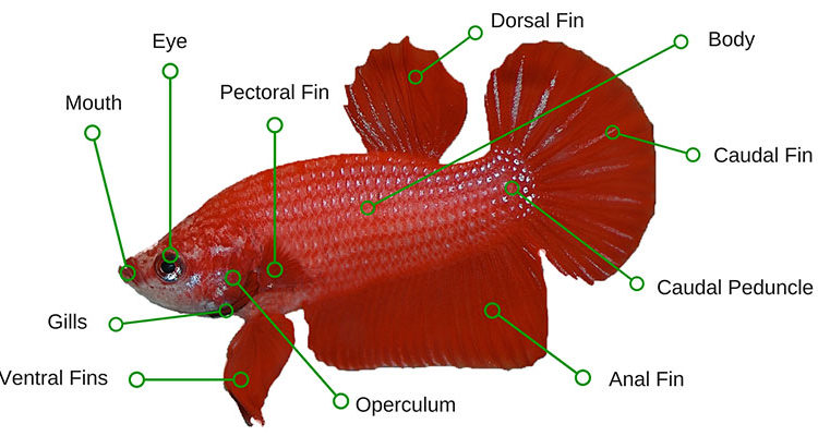 parts of a fish anatomy