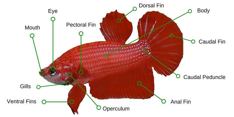 Betta Fish Anatomy - Plus Male And Female Differences | Bettafish.org