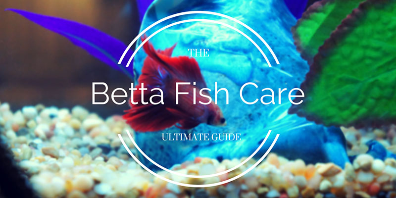 Betta fish tank store care