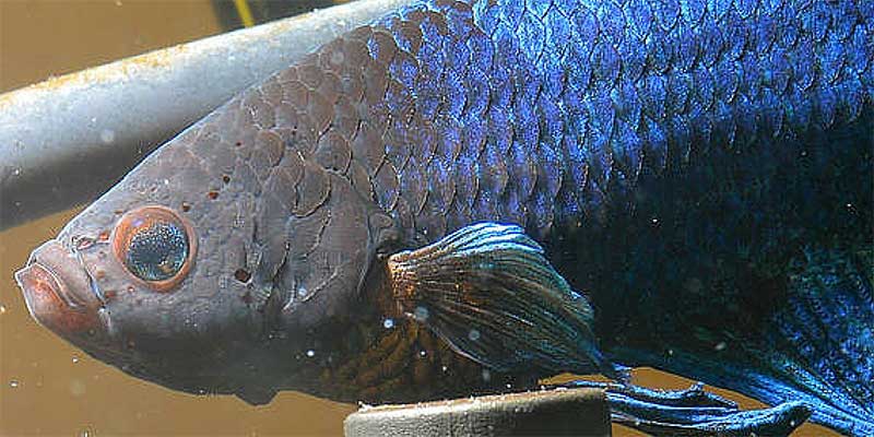 Betta Fish With Hole In Head