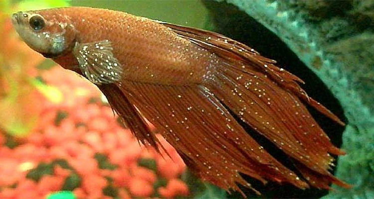 Betta Fish \u0026 Ich: Symptoms, Causes 