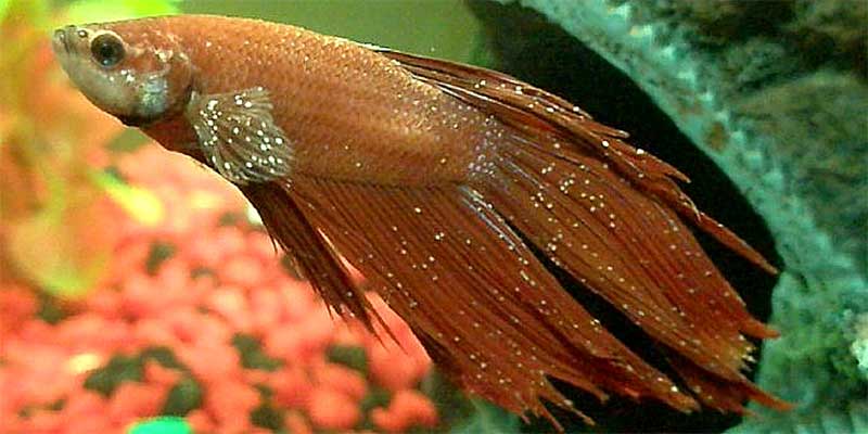 Betta fish sick sale