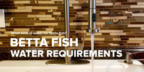Do Betta Fish Need A Filter? - Bettafish