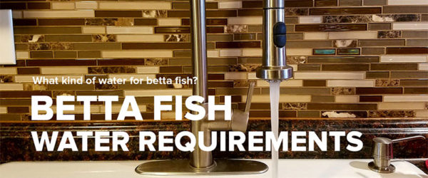 Betta Fish Water