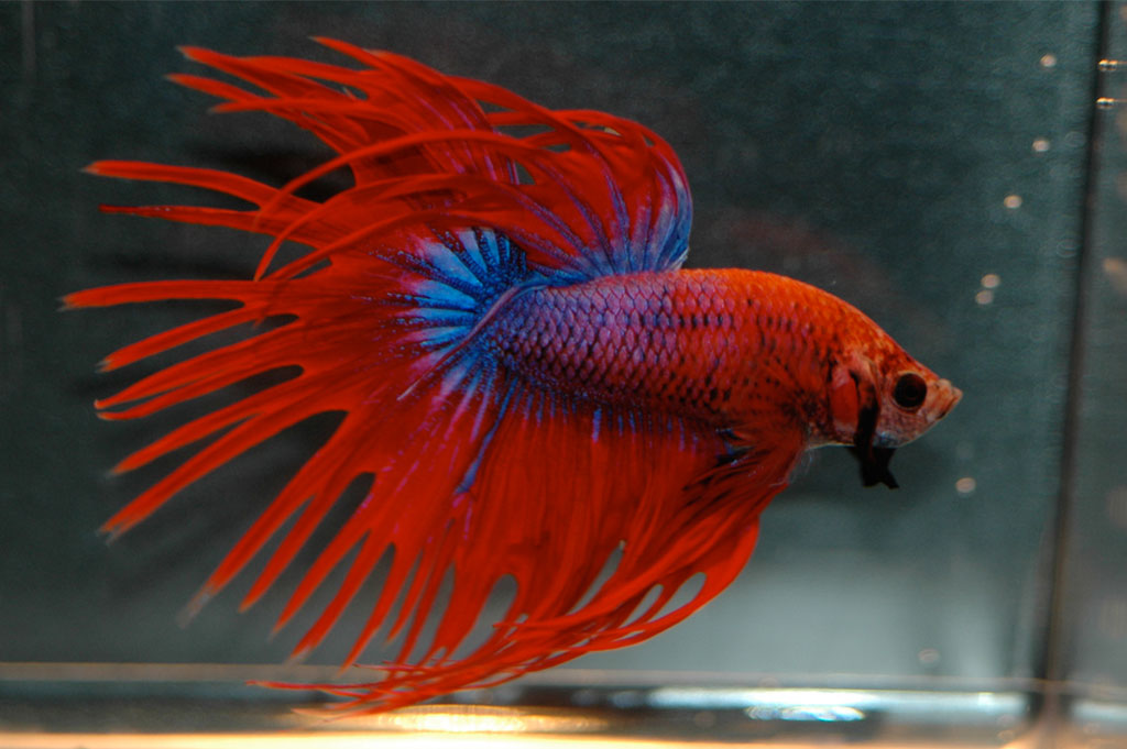 orange purple betta fish