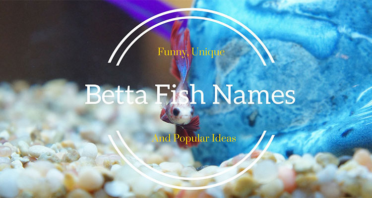 439 Amazing Betta Fish Names Male Female Bettafishorg - cool space names for boys