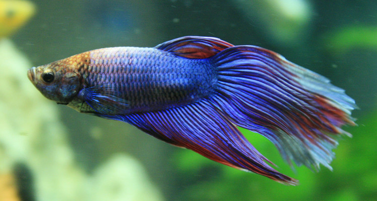 Betta Fish 