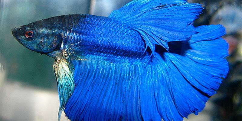 Blue betta fish with fins spread