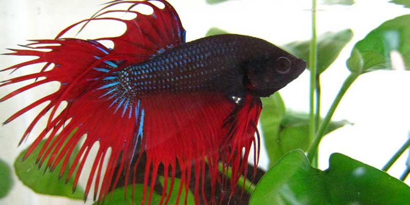 How to care for a betta fish