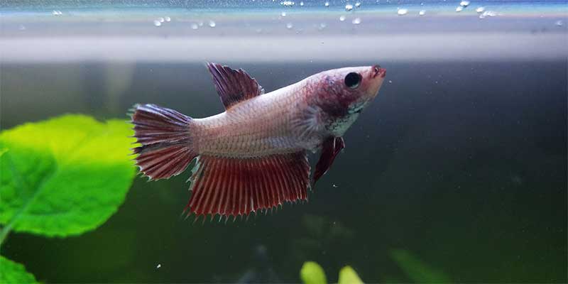 female betta fish anatomy.