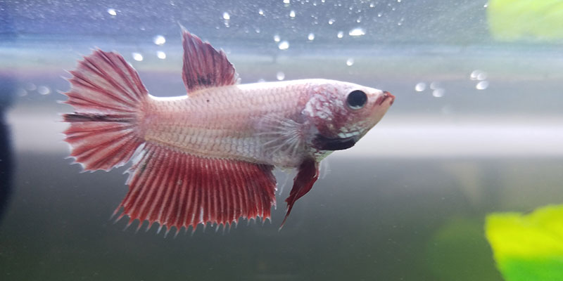 red dragon female betta