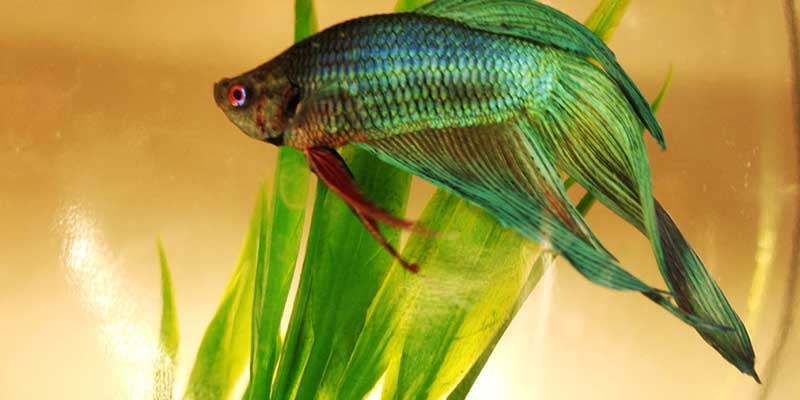 Betta Splendens Fish Care and Health Guide - Glass Aqua