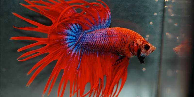 Betta Fish Anatomy Plus Male And Female Differences Bettafish Org