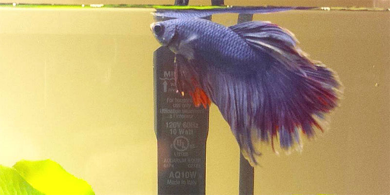 male betta fish named Gilly