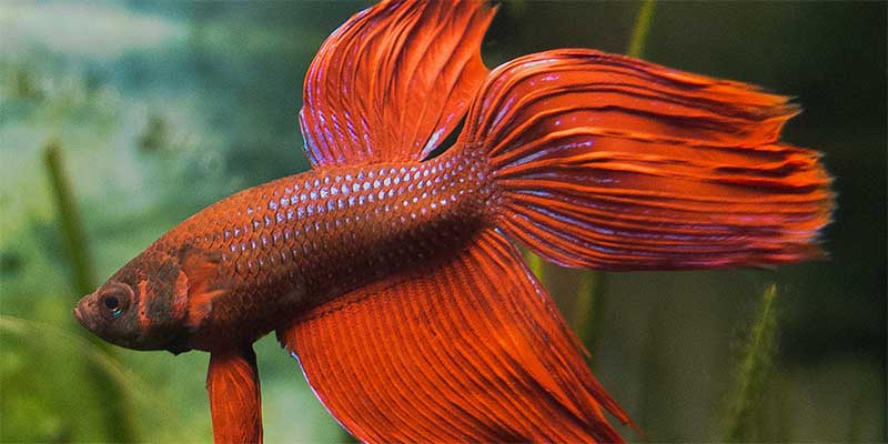 red betta fish swimming