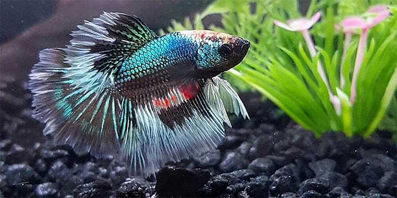 Vibrant colored betta fish near substrate