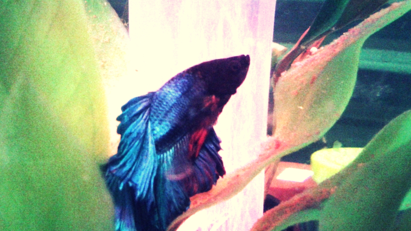 Sousuke the Betta