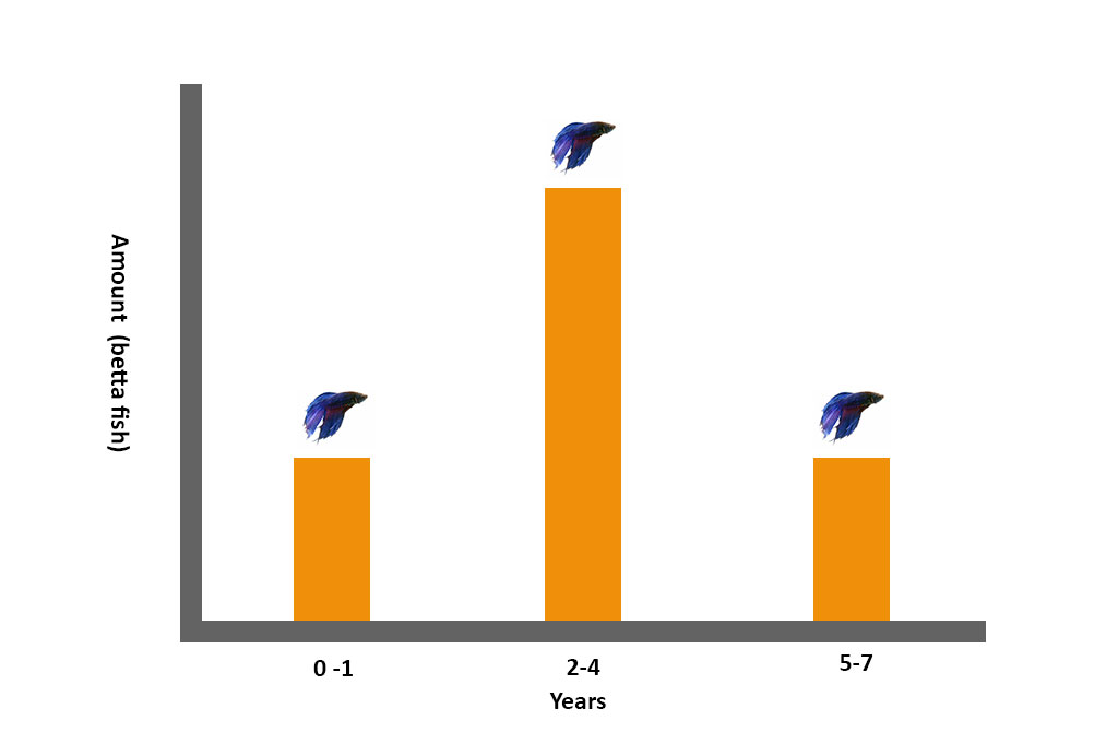 What Is The Average Lifespan Of A Male Betta Fish