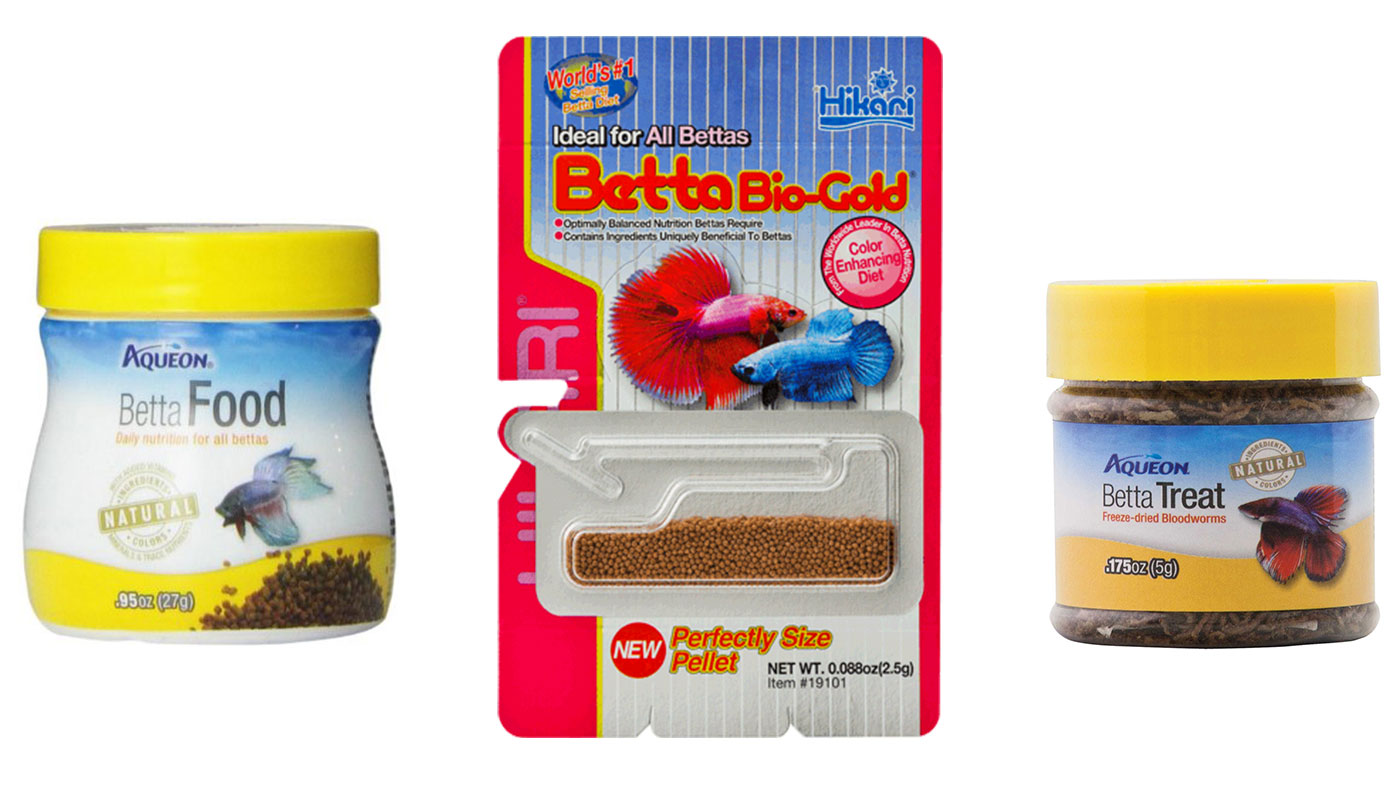 betta-fish