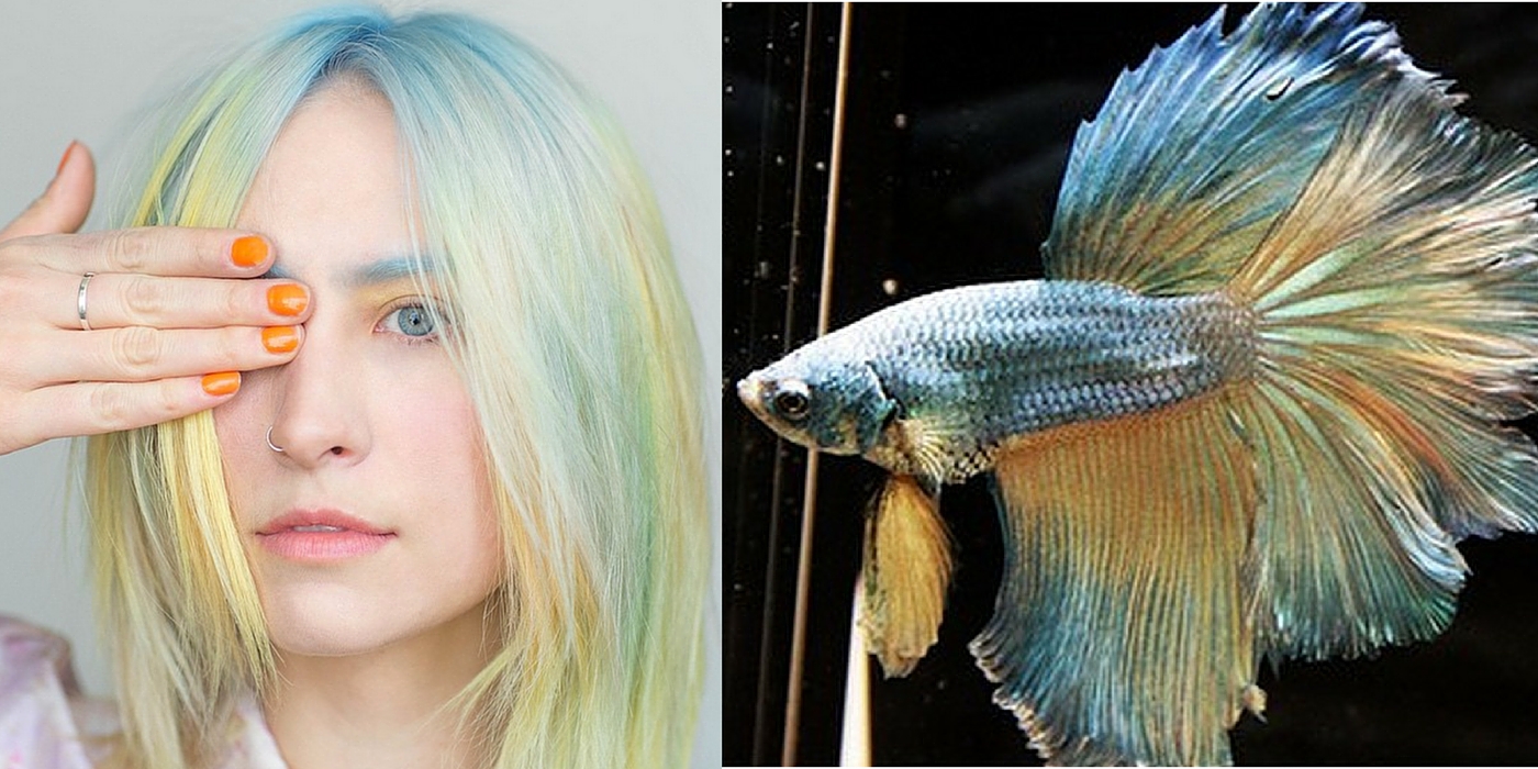 Colorful Betta Fish Hair
