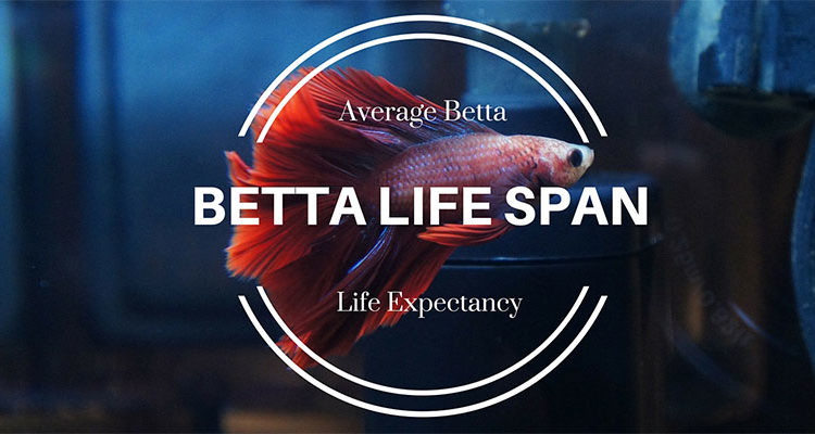 How Long Do Betta Fish Live Average Lifespans Bettafish Org,Best Ceramic Cookware Made In Usa