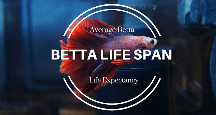 How Long Do Betta Fish Live Average Lifespans Bettafish