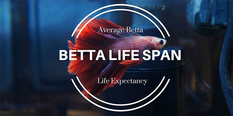 How Long Do Betta Fish Live Average Lifespans Bettafish Org,Juniper Ground Cover Ideas