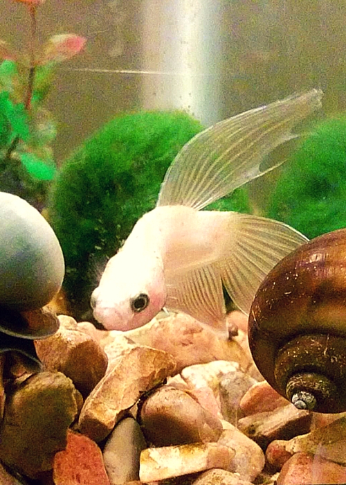 Jasper with snail tankmates