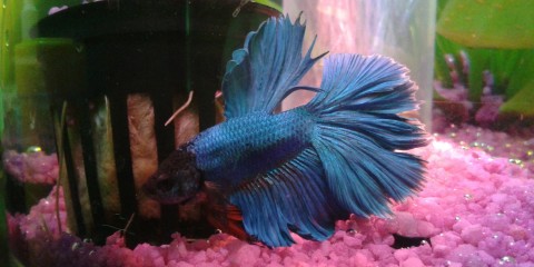 439 Amazing Betta Fish Names [Male & Female] | Bettafish.org