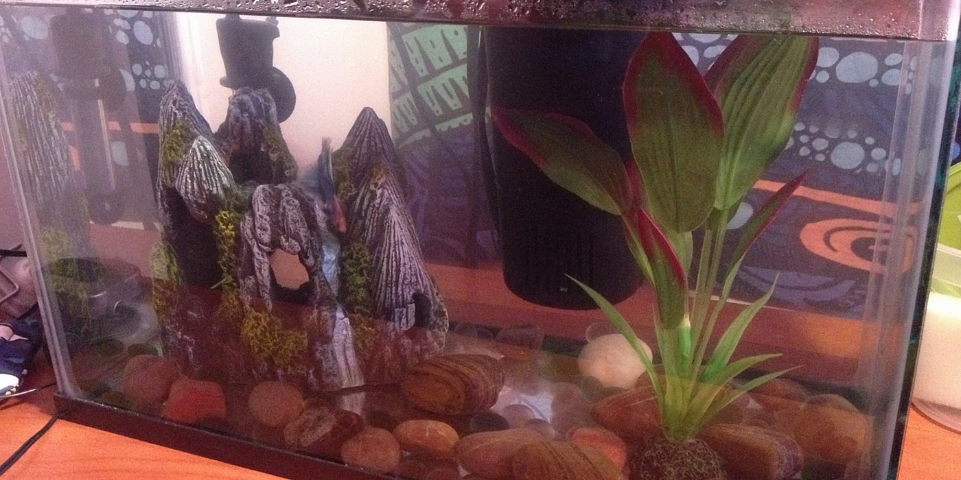 Alex's Betta Fish Tank