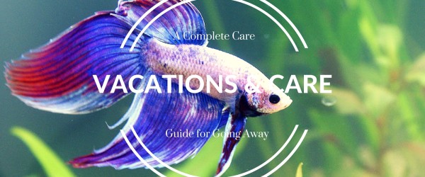 Betta Fish Care While on Vacation