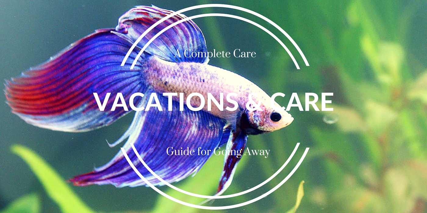 Betta vacation on sale