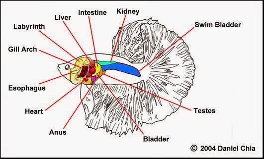 Internal Betta Fish Anatomy