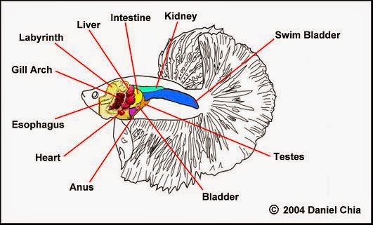 Betta Fish Anatomy - Plus Male And Female Differences | Bettafish.org