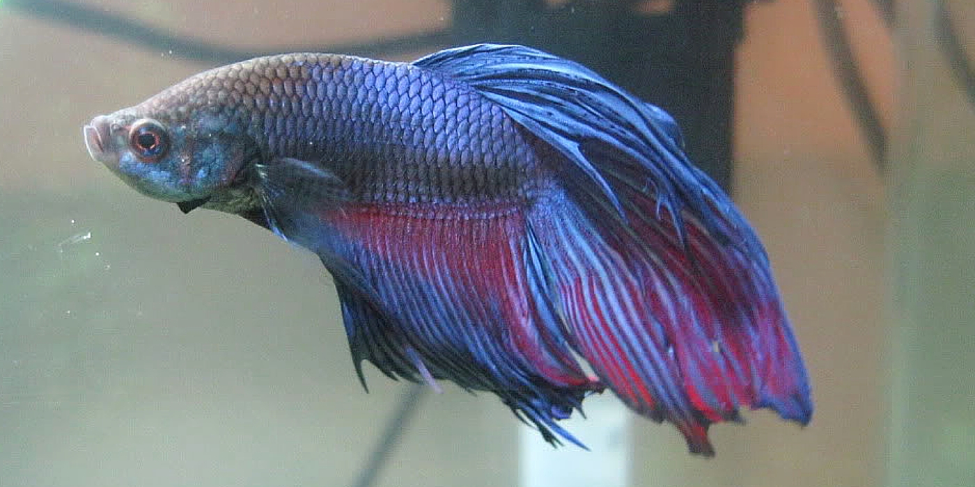 Betta Fish with Fin and Tail Rot
