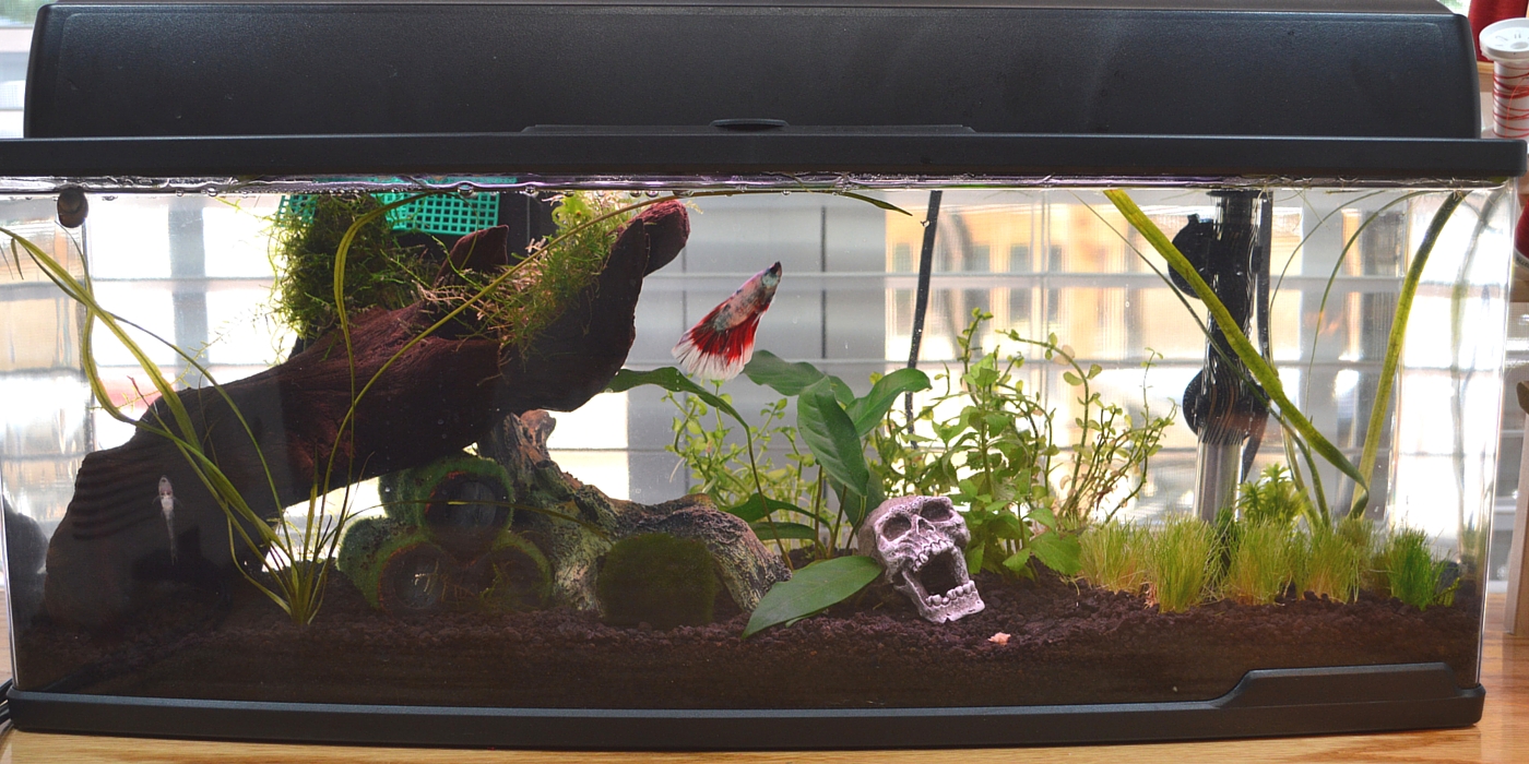 Blaze in His Aquarium