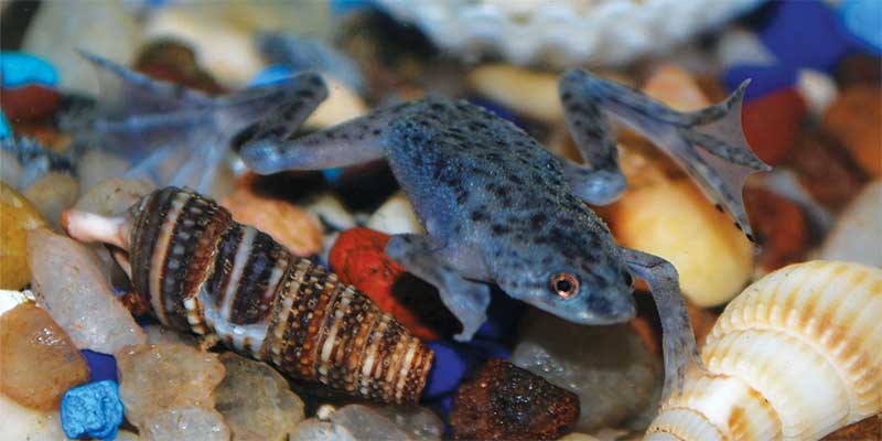 African Dwarf Frogs and Betta Fish