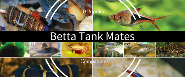 Betta Tank Mates and Companions