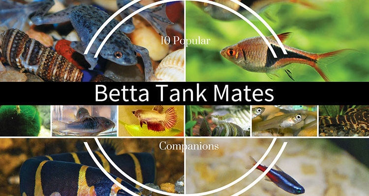 female betta community tank