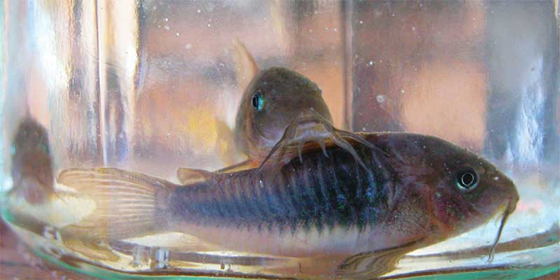 Cory catfish betta clearance fish