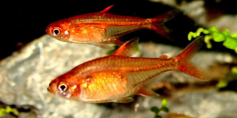 ember tetras