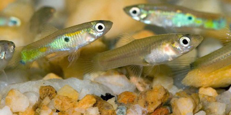 female betta and guppies