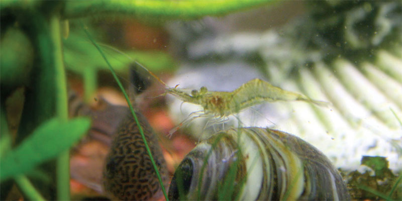 ghost shrimp companions