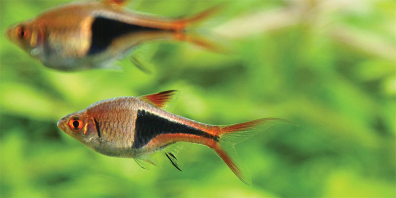 rasboras and betta fish