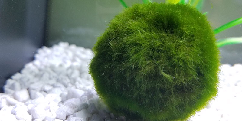 Marimo Moss Ball and Bettas