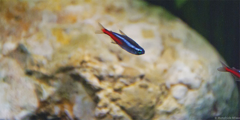 fish that can live with fighting fish