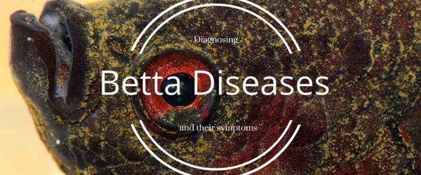 betta fish diseases