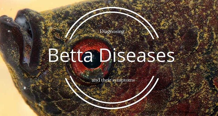 Betta Fish Diseases - How To Treat A Sick Betta Fish - Bettafish.org